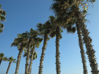 Green palm trees against the background of blue sky