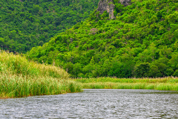 Beautiful lush forest with river. Surrounded densely grass and mountain.