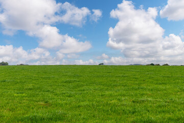 Panoramic view with half image green meadow or grassland and other half with white cumulus clouds...