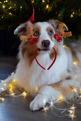 Сute dog with blue eyes lying under Christmas tree with a toy in his mouth next to a Christmas lights