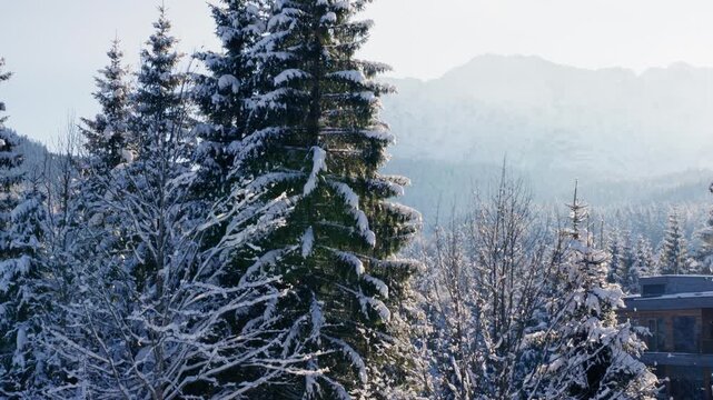 Winter Forest with mountain view
