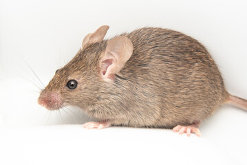 Wild mouse with a white background