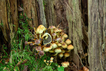 Close up of Hypholoma fasciculare or sulphur tuft or clustered woodlover a woodland mushroom which is bitter and poisonous against a green moss and tree trunks in background