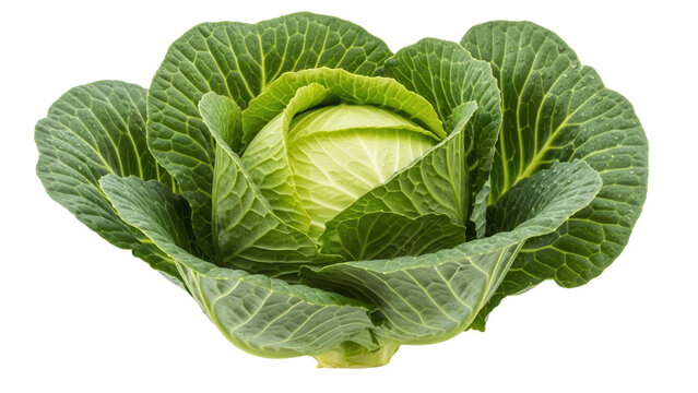 Fresh green cabbage isolated PNG, healthy vegetable with vibrant leaves for cooking and salads on transparent background