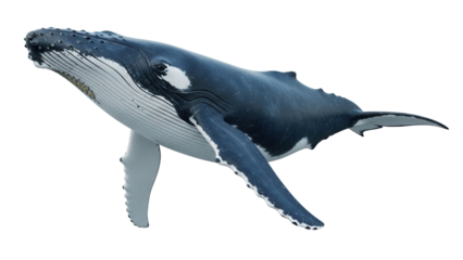 Humpback whale PNG isolated on transparent background, marine mammal with distinctive long flippers and knobby head for wildlife and ocean themes