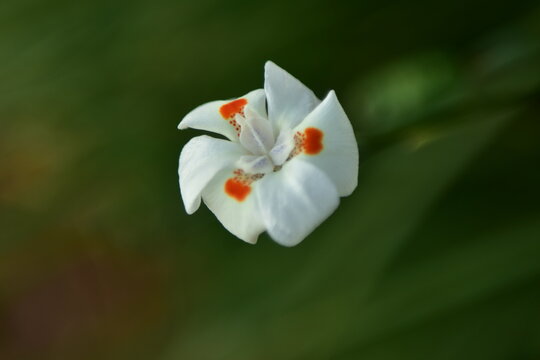 Una flor blanca