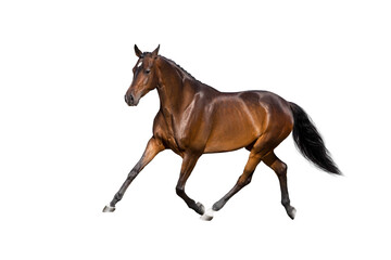 Horse in motion isolated