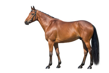 Horse stand isolated on white