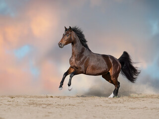 Bay horse free run in sand