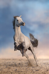 Grey arabian horse jump