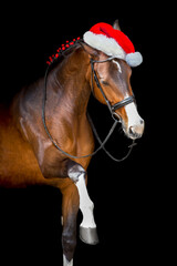Horse in a christmas decor and santa hat on black background