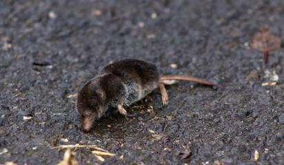 A small, dark Common Shrew (Sorex araneus) on a wet asphalt surface, showing its long snout and fine fur. Wildlife close-up.