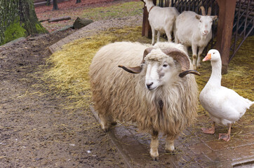 Farm: ram with horns, white goose and goats in a paddock on a straw floor. Rural farm animals, breeding and agriculture. Portrait of animals in natural environment, close-up.