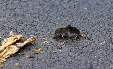 A small, dark Common Shrew (Sorex araneus) on a wet asphalt surface, showing its long snout and fine fur. Wildlife close-up.