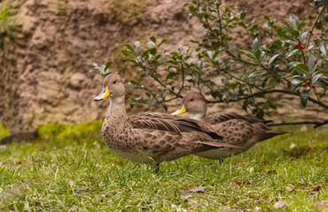 Pair of brown ducks, Yellow-billed Teal with distinctive yellow beak. Wildlife, ornithology, zoology, wetlands, animal portrait, close-up, peaceful scene.