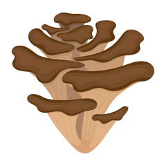 Maitake mushroom vector illustration isolated on white background