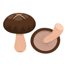 Fototapeta premium Shiitake mushroom vector illustration in modern flat style