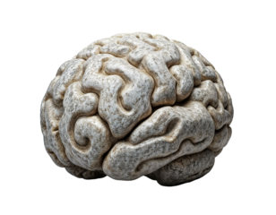Textured Human Brain 3D Model