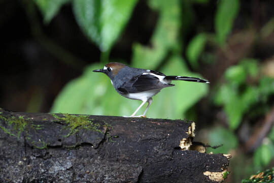 Sunda forktail (Enicurus velatus sumatranus) is a species of bird in the family Muscicapidae. This photo was taken in Sumatra, Indonesia