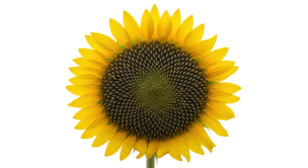 Close up of a bright yellow sunflower with dark center against black background petals, Isolated On Png Transparent Background