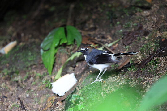 Sunda forktail (Enicurus velatus sumatranus) is a species of bird in the family Muscicapidae. This photo was taken in Sumatra, Indonesia