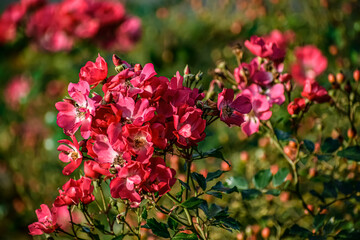 Obraz premium Close up of pink flowers with bee on green background
