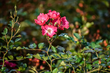 Close up of rose with green leaves on blurred background