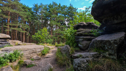 Trees growing on rocky ground. A natural landscape in a northern climate, on a sunny summer day