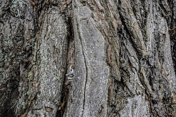 Rough tree bark texture close-up