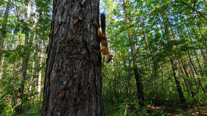 Fototapeta premium Small red squirrel in the forest during the warmer months, perhaps in summer or early autumn