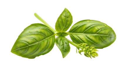Fototapeta premium Fresh green basil leaves with water droplets on black background herb leaf, Isolated On Png Transparent Background