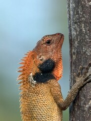 red tailed lizard