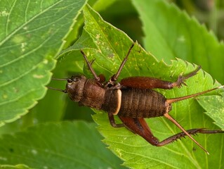 Teleogryllus genus 'black field criket'