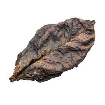Dried Leaf on Transparent Background