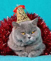 A charming blue British Shorthair cat in Christmas tinsel on a blue background. The cat has a bell on her head. Christmas concept