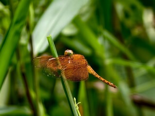 dragonfly on a green grass