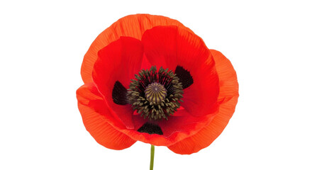 Obraz premium Single bright red poppy flower with black center isolated on black background vibrant, Isolated On Png Transparent Background