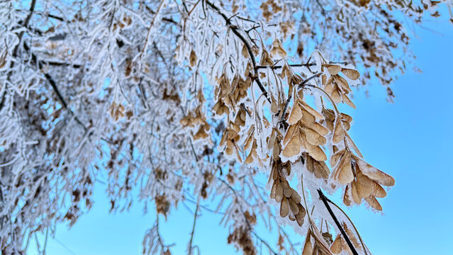 Dry maple leaves, covered with frost and snow, hang from a branch against a bright blue sky and blurred winter trees.