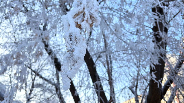 A close-up of a branch with dry leaves covered in a thick layer of frost and snow, against a backdrop of blurred winter trees and a blue sky.