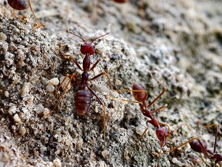 red ant on the ground (Weaver Ant)
