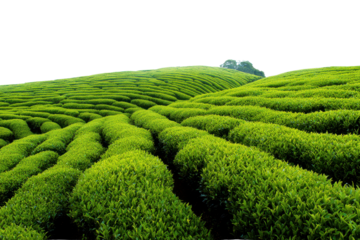 Lush green tea plantation rows on rolling hills under black sky field agriculture, Isolated On Transparent Background, Png Cut Out