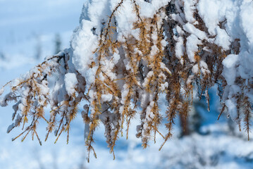 Lerchenzweige gelb im Kremstal  bei Neuschnee in &Ouml;sterreich