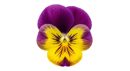 Purple and yellow pansy flower isolated on black background studio shot bloom, Isolated On Png Transparent Background