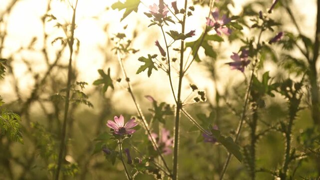Delicate mallow plant glowing in golden evening light, soft focus summer nature scene. 4K