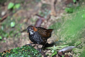 The marbled wren-babbler (Turdinus marmoratus) is a species of bird in the family Pellorneidae. This photo was taken in Sumatra, Indonesia.