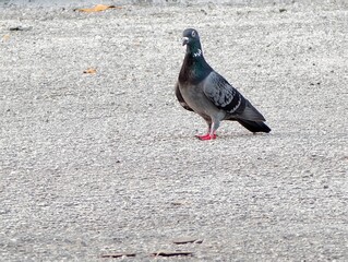 beauty pigeon on the ground