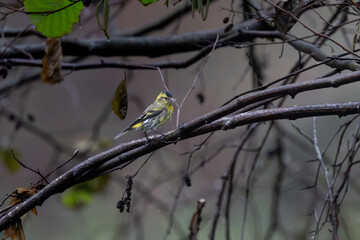 Tarin des aulnes (Spinus Spinus)