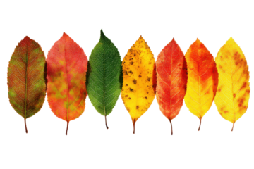 Seven autumn leaves in varying stages of color change on black background fall leaf, Isolated On Transparent Background, Png Cut Out