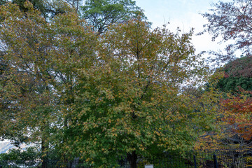 Colorful leaves on trees during autumn in a park setting near a lake on a clear day