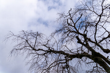 Branches of a tree against a cloudy sky in a barren season